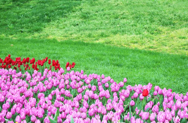 Όμορφα Ροζ Και Κόκκινα Λουλούδια Τουλίπας Στον Καλοκαιρινό Κήπο Της — Φωτογραφία Αρχείου