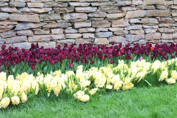 夏の春の庭で美しい紫色のチューリップとパステルイエローのヒヤシンスの花 自然な花の背景 花公園 — ストック写真