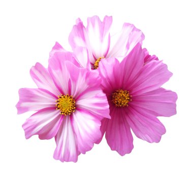 Beyaz arka planda izole edilmiş güzel pembe kozmos çiçeği. Doğal çiçek geçmişi var. Çiçek tasarım ögesi