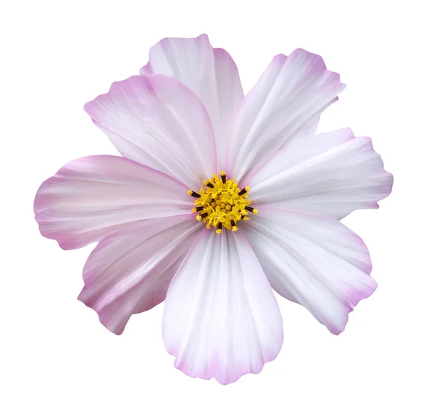 Gyönyörű Rózsaszín Kozmosz Virág Elszigetelt Fehér Háttérrel Természetes Virágos Háttér — Stock Fotó