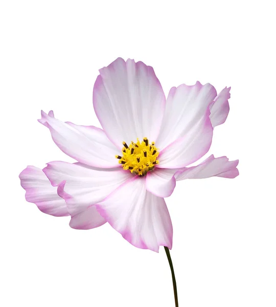 Krásné Růžové Kosmu Cosmea Květiny Izolované Bílém Pozadí Přírodní Květinové — Stock fotografie