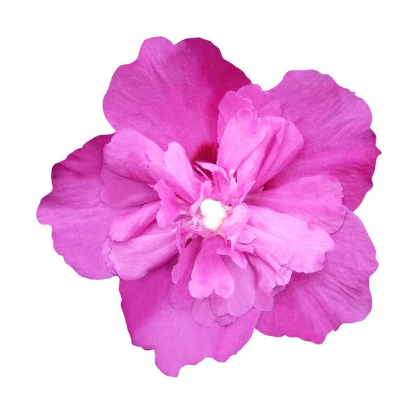 Όμορφο Ροζ Βιολετί Λουλούδι Ιβίσκου Απομονωμένο Λευκό Φόντο Φυσικό Φόντο — Φωτογραφία Αρχείου
