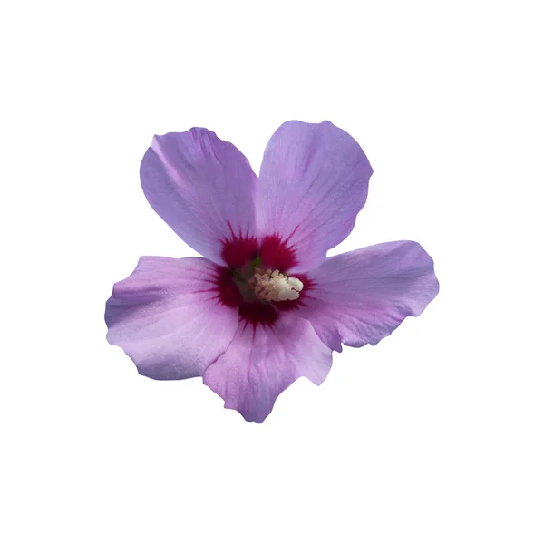 Vacker Blåfågel Hibiskus Blomma Isolerad Vit Bakgrund Naturlig Blommig Bakgrund — Stockfoto