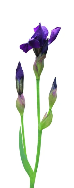 Vacker Blå Violett Iris Blomma Isolerad Vit Bakgrund Naturlig Blommig — Stockfoto