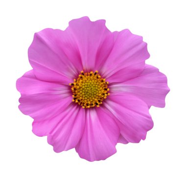 Beyaz arka planda izole edilmiş güzel pembe kozmos çiçeği. Doğal çiçek geçmişi var. Çiçek tasarım ögesi