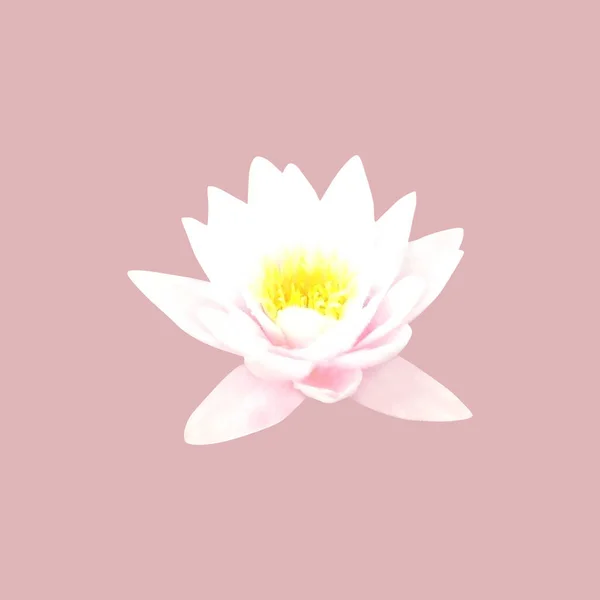 Mooie Witte Roze Pastel Lotus Waterlelie Bloem Geïsoleerd Witte Achtergrond — Stockfoto