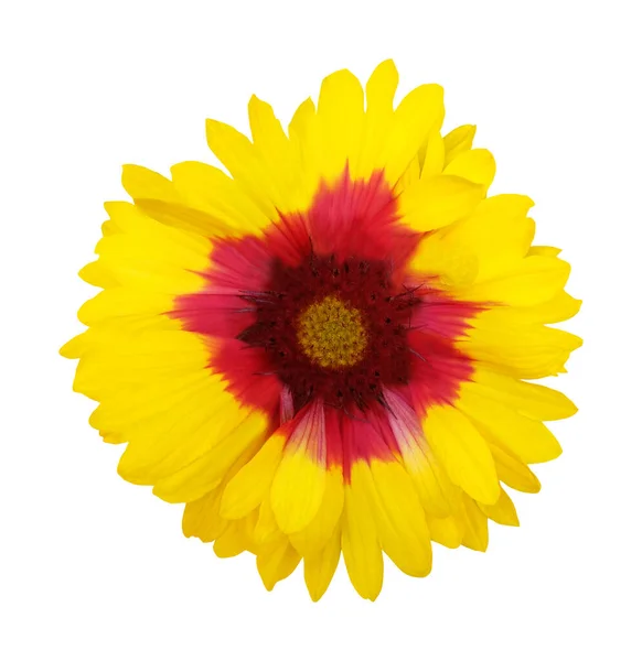 Beyaz Arka Planda Izole Edilmiş Güzel Gazania Çiçeği Doğal Çiçek — Stok fotoğraf