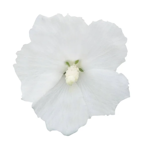 Красива Біла Квітка Гібіскуса Ізольована Білому Тлі Натуральний Квітковий Фон — стокове фото