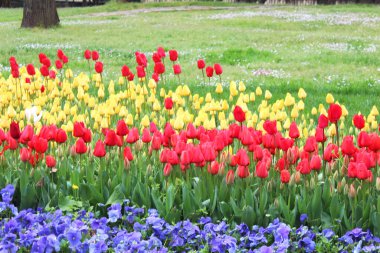 Güzel kırmızı, sarı lale ve mavi nonoş çiçekleri bahar bahçesinde. Doğal çiçek arkaplanı.