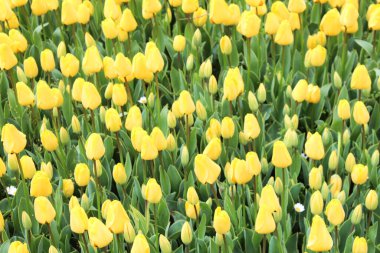 Bahar bahçesinde güzel sarı lale çiçekleri. Doğal çiçek arkaplanı.
