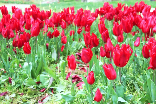 春の庭で美しい赤いチューリップの花 自然な花の背景 — ストック写真