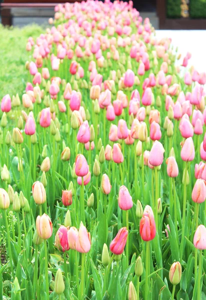 Piękne Różowe Kwiaty Tulipana Wiosennym Ogrodzie Naturalne Tło Kwiatowe — Zdjęcie stockowe