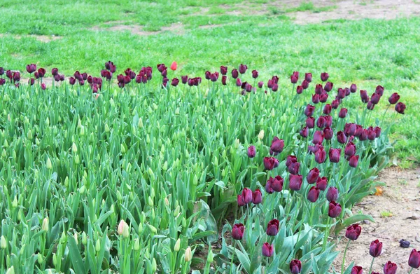 Lindas Flores Tulipa Roxa Jardim Primavera Fundo Floral Natural — Fotografia de Stock