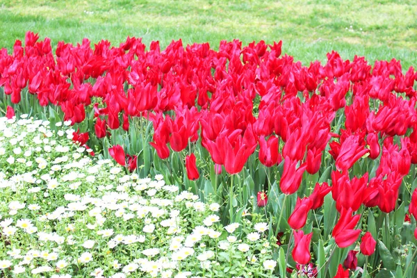 Linda Tulipa Vermelha Flores Camomila Branca Jardim Primavera Fundo Floral — Fotografia de Stock