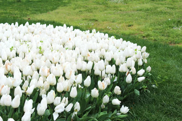 Beautiful White Tulip Flowers Spring Garden Natural Floral Background — Stock Photo, Image