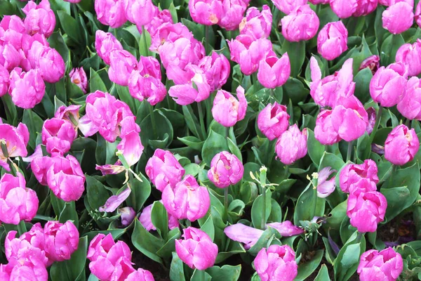 Piękne Różowe Kwiaty Tulipana Wiosennym Ogrodzie Naturalne Tło Kwiatowe — Zdjęcie stockowe