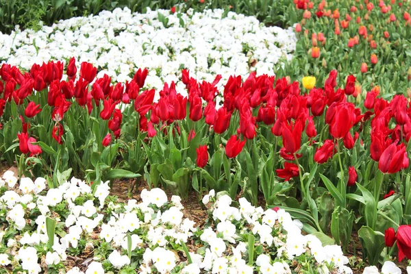 Beautiful Red Pink Tulip White Pansy Flowers Spring Garden Natural — Stock Photo, Image