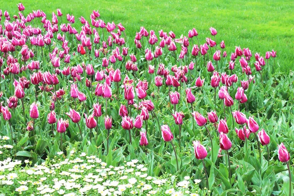 Όμορφη Ροζ Τουλίπα Και Λευκά Λουλούδια Χαμομηλιού Στον Ανοιξιάτικο Κήπο — Φωτογραφία Αρχείου