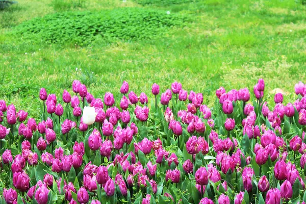 Schöne Rosa Tulpenblüten Frühling Sommergarten Natürlicher Floraler Hintergrund — Stockfoto