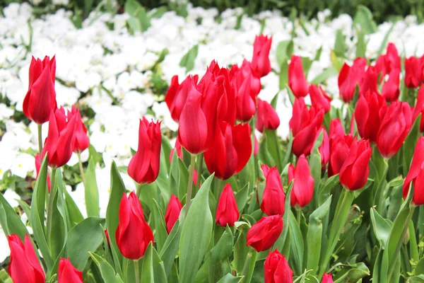 Όμορφη Κόκκινη Τουλίπα Και Λευκά Λουλουδάκια Την Άνοιξη Καλοκαιρινός Κήπος — Φωτογραφία Αρχείου