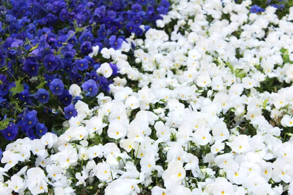 Beautiful Blue White Pansy Flowers Spring Summer Garden Natural Floral — Stock Photo, Image