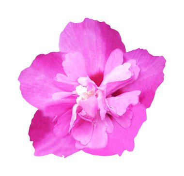 Beyaz arka planda izole edilmiş güzel pembe menekşe çiçeği. Doğal çiçek geçmişi var. Çiçek tasarım ögesi