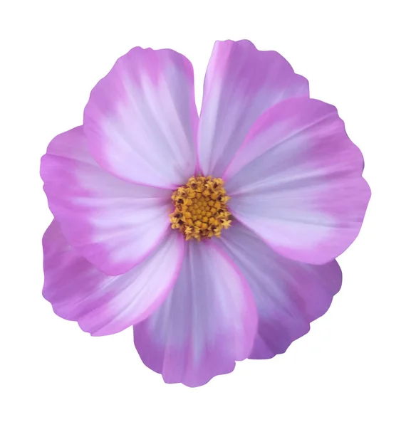 Όμορφο Ροζ Λουλούδι Κοσμητικά Κόσμο Απομονώνονται Λευκό Φόντο Φυσικό Φόντο — Φωτογραφία Αρχείου
