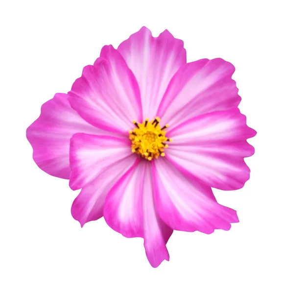 美丽的粉色宇宙之花在白色的背景上被隔离 自然的植物背景 花卉设计部分 — 图库照片