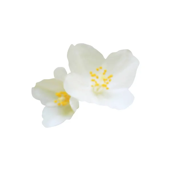 Lindas Flores Jasmim Isoladas Fundo Branco Fundo Floral Natural Elemento — Fotografia de Stock