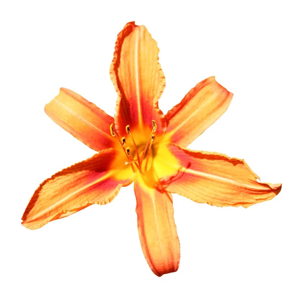 Schöne Orange Lilie Blume Isoliert Auf Weißem Hintergrund Natürlicher Floraler — Stockfoto