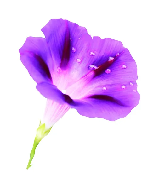 美丽的蓝色紫色晨光花朵在白色的背景上被隔离 自然的植物背景 花卉设计部分 — 图库照片