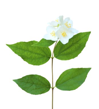 Beyaz arka planda izole edilmiş güzel yasemin çiçekleri. Doğal çiçek geçmişi var. Çiçek tasarım ögesi