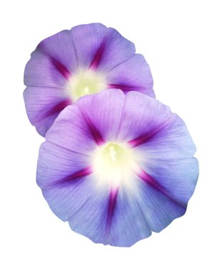 Beyaz arka planda izole edilmiş güzel sabah çiçekleri. Doğal çiçek geçmişi var. Çiçek tasarım ögesi