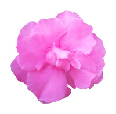 Beyaz arka planda izole edilmiş güzel pembe zakkum çiçeği. Doğal çiçek geçmişi var. Çiçek tasarım ögesi