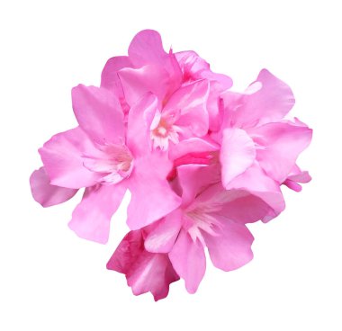 Beyaz arka planda izole edilmiş güzel pembe zakkum çiçekleri. Doğal çiçek geçmişi var. Çiçek tasarım ögesi