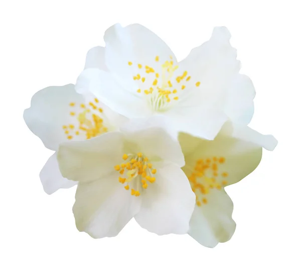 Mooie Jasmijnbloemen Geïsoleerd Witte Achtergrond Natuurlijke Bloemen Achtergrond Floral Design — Stockfoto