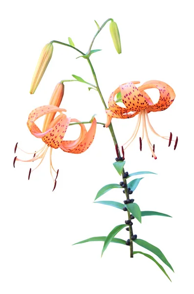 Beautifu Тигр Лилии Цветы Изолированы Белом Фоне Естественный Цветочный Фон — стоковое фото