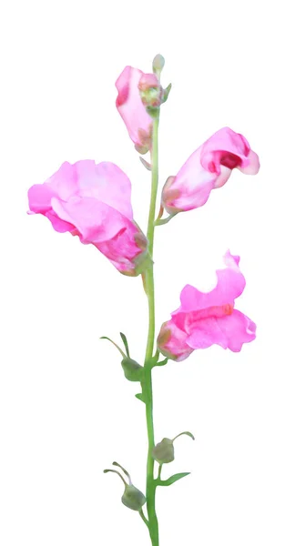 Vackra Rosa Snapdragon Drake Blomma Isolerad Vit Bakgrund Naturlig Blommig — Stockfoto