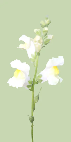 Krásná Bílá Snapdragon Dračí Květ Izolované Zeleném Pozadí Přírodní Květinové — Stock fotografie