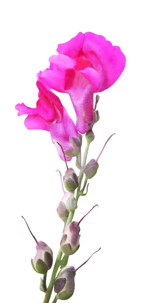 Mooie Roze Snapdragon Draak Bloem Geïsoleerd Witte Achtergrond Natuurlijke Bloemen — Stockfoto