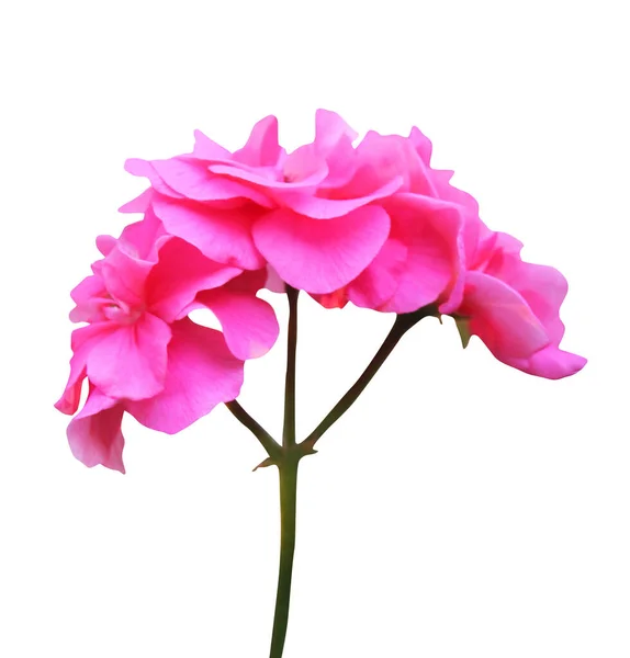 Mooie Roze Geranium Bloem Geïsoleerd Witte Achtergrond Natuurlijke Bloemen Achtergrond — Stockfoto