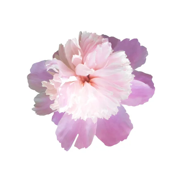 Mooie Pastel Roze Pioenroos Bloem Geïsoleerd Witte Achtergrond Natuurlijke Bloemen — Stockfoto