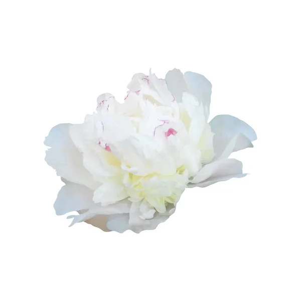 Красива Біла Квітка Півонії Ізольована Білому Тлі Натуральний Квітковий Фон — стокове фото