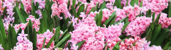 Beautiful Colorful Pink Violet Hyacinth Flowers Garden Natural Floral Background — Stock Photo, Image