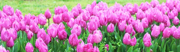 Όμορφα Πολύχρωμα Ροζ Λουλούδια Τουλίπας Στον Κήπο Φυσικό Φόντο Λουλουδιών — Φωτογραφία Αρχείου