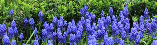 Piękne Niebieskie Kwiaty Hiacyntu Winogronowego Ogrodzie Naturalne Tło Kwiatowe Kwiatowe — Zdjęcie stockowe