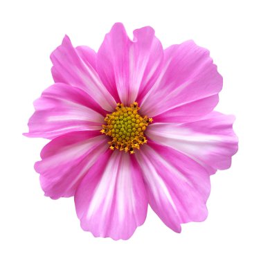 Beyaz arka planda izole edilmiş güzel pembe kozmos çiçeği. Doğal çiçek geçmişi var. Çiçek tasarım ögesi