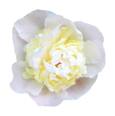 Beyaz arka planda izole edilmiş güzel beyaz şakayık çiçeği. Doğal çiçek geçmişi var. Çiçek tasarım ögesi