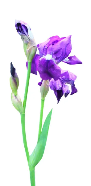 Schöne Blauviolette Irisblüten Isoliert Auf Weißem Hintergrund Natürlicher Floraler Hintergrund — Stockfoto