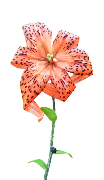 Beautifu Tiger Lilja Blomma Isolerad Vit Bakgrund Naturlig Blommig Bakgrund — Stockfoto